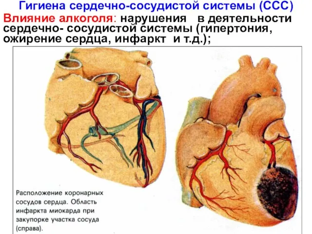 Гигиена сердечно-сосудистой системы (ССС) Влияние алкоголя: нарушения в деятельности сердечно- сосудистой системы