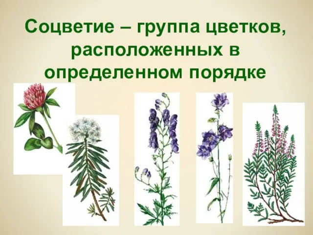 Соцветие – группа цветков, расположенных в определенном порядке