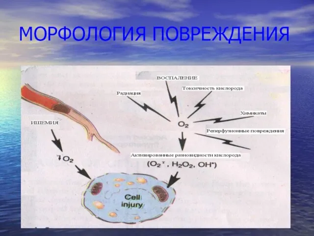 МОРФОЛОГИЯ ПОВРЕЖДЕНИЯ