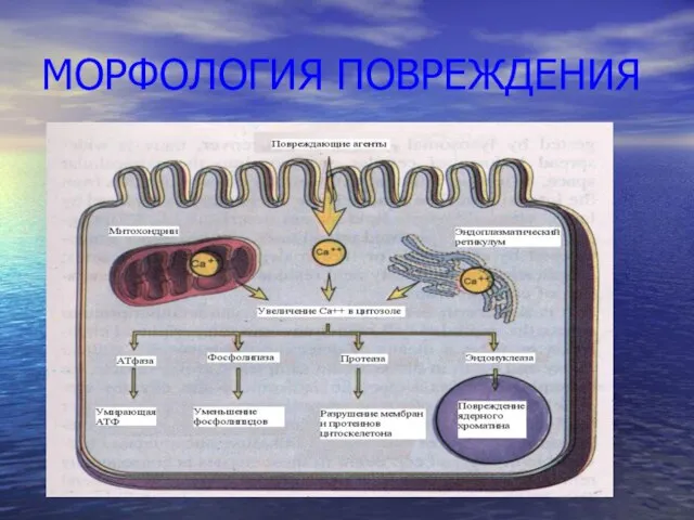 МОРФОЛОГИЯ ПОВРЕЖДЕНИЯ