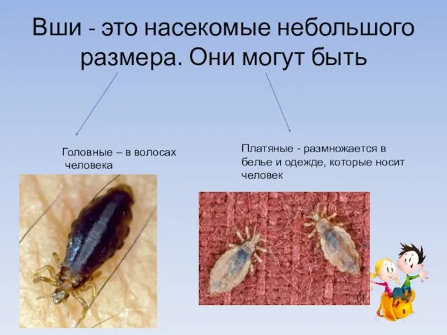 Вши - это насекомые небольшого размера. Они могут быть Головные – в