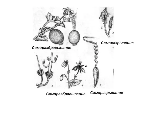 Саморазбрасывание Саморазрывание Саморазрывание Саморазбрасывание