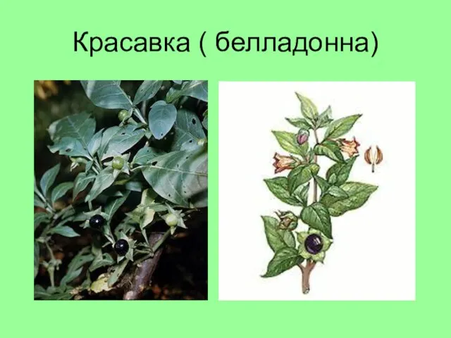 Красавка ( белладонна)