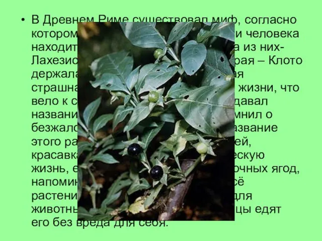 В Древнем Риме существовал миф, согласно которому продолжительность жизни человека находится в