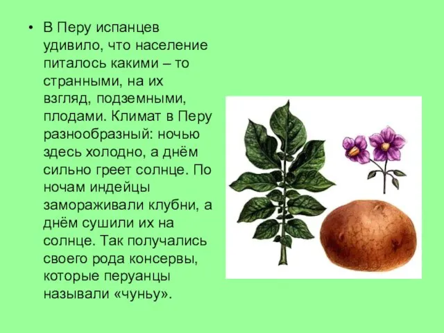 В Перу испанцев удивило, что население питалось какими – то странными, на