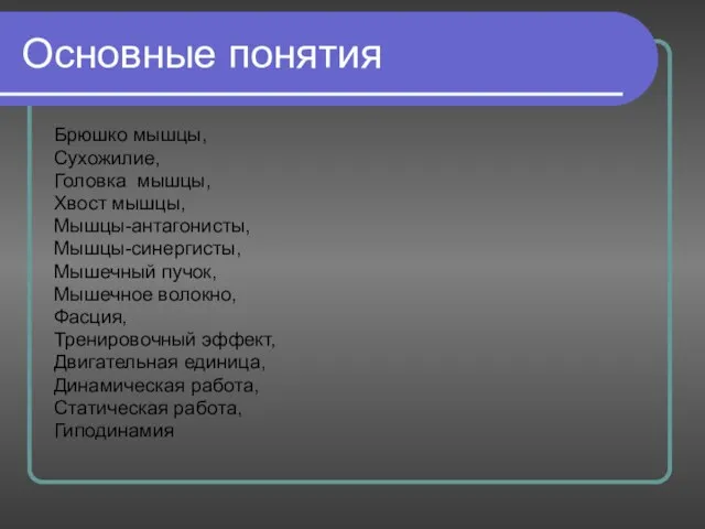 Основные понятия Брюшко мышцы, Сухожилие, Головка мышцы, Хвост мышцы, Мышцы-антагонисты, Мышцы-синергисты, Мышечный