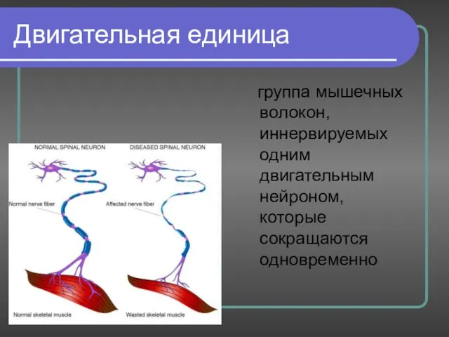 Двигательная единица группа мышечных волокон, иннервируемых одним двигательным нейроном, которые сокращаются одновременно