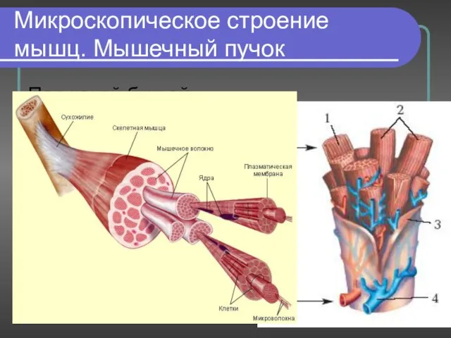 Микроскопическое строение мышц. Мышечный пучок Под какой буквой обозначены гладкая и поперечнополосатая