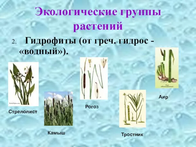 Экологические группы растений 2. Гидрофиты (от греч. гидрос - «водный»). Стрелолист Камыш Рогоз Тростник Аир