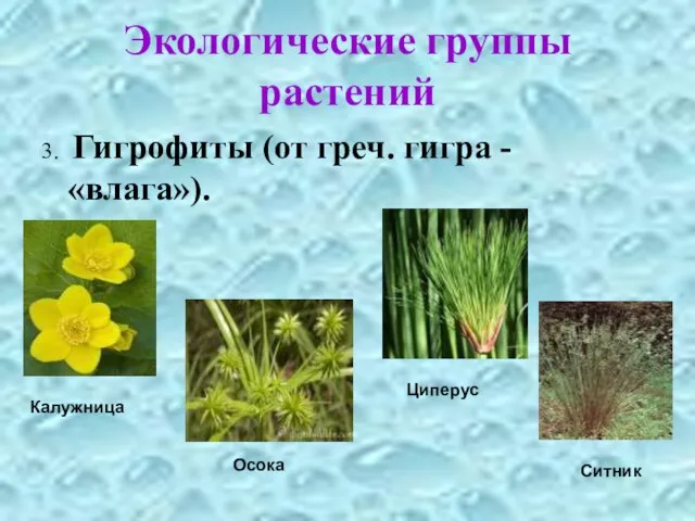 Экологические группы растений 3. Гигрофиты (от греч. гигра - «влага»). Калужница Осока Циперус Ситник