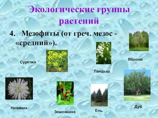 Экологические группы растений 4. Мезофиты (от греч. мезос - «средний»). Сурепка Нивяник