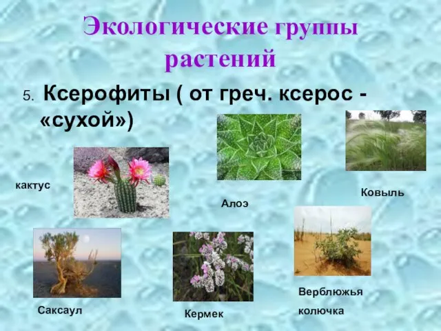 Экологические группы растений 5. Ксерофиты ( от греч. ксерос - «сухой») кактус