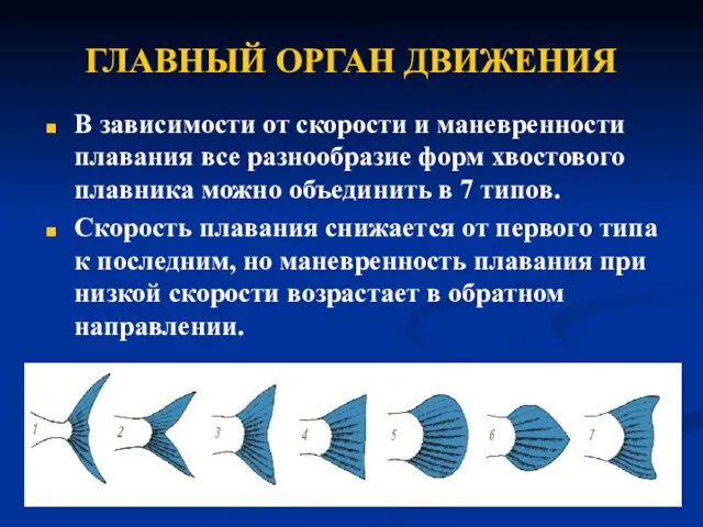 ГЛАВНЫЙ ОРГАН ДВИЖЕНИЯ В зависимости от скорости и маневренности плавания все разнообразие