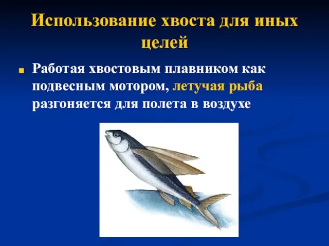 Использование хвоста для иных целей Работая хвостовым плавником как подвесным мотором, летучая