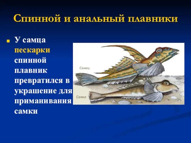 Спинной и анальный плавники У самца пескарки спинной плавник превратился в украшение для приманивания самки