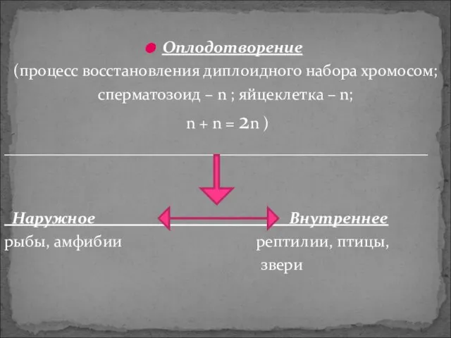 Оплодотворение (процесс восстановления диплоидного набора хромосом; сперматозоид – n ; яйцеклетка –