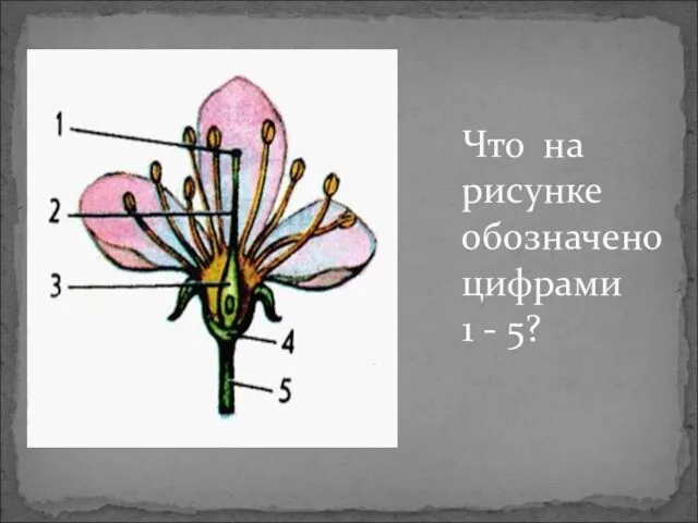 Что на рисунке обозначено цифрами 1 - 5?