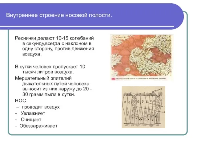 Внутреннее строение носовой полости. Реснички делают 10-15 колебаний в секунду,всегда с наклоном