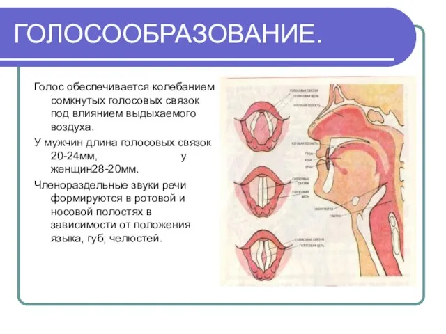 ГОЛОСООБРАЗОВАНИЕ. Голос обеспечивается колебанием сомкнутых голосовых связок под влиянием выдыхаемого воздуха. У