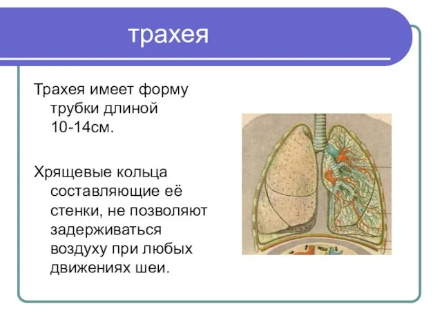 трахея Трахея имеет форму трубки длиной 10-14см. Хрящевые кольца составляющие её стенки,