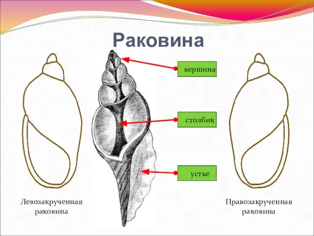 Раковина