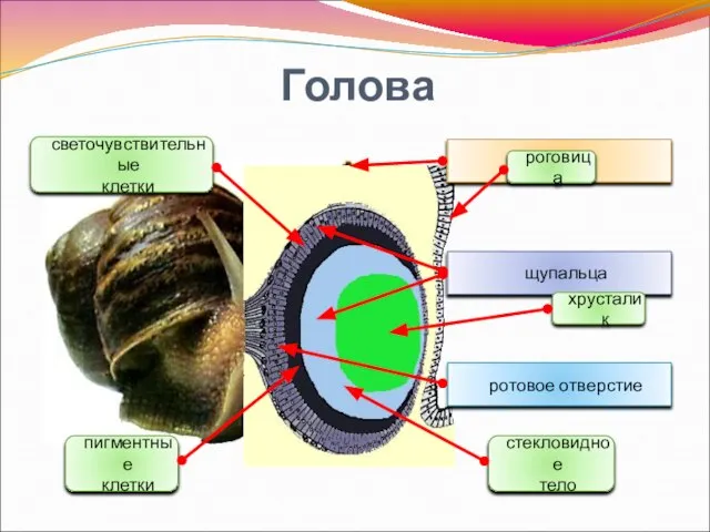 Голова