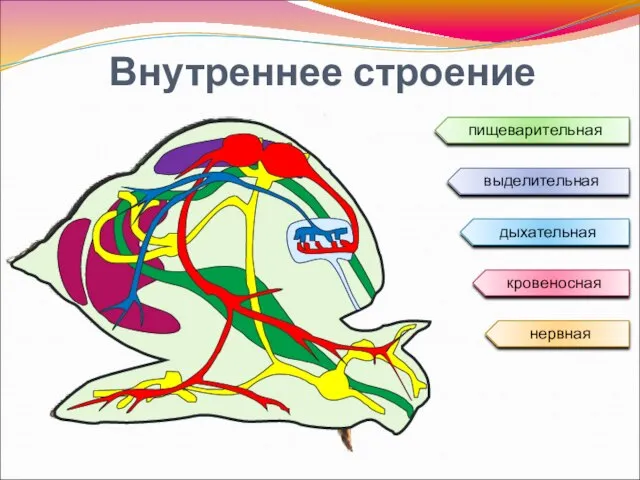 Внутреннее строение выделительная пищеварительная нервная дыхательная кровеносная