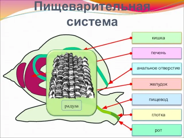 Пищеварительная система