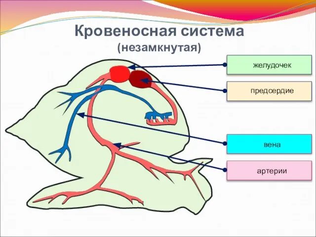 Кровеносная система (незамкнутая)