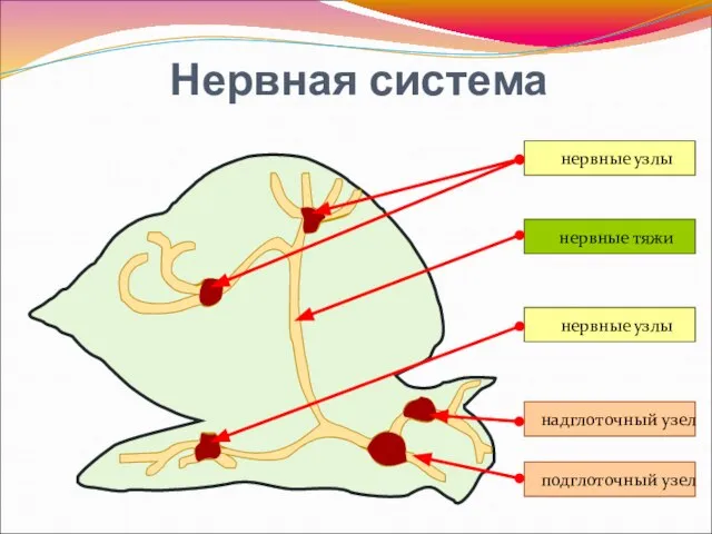 Нервная система