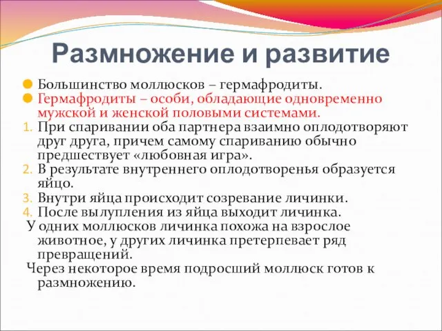 Размножение и развитие Большинство моллюсков – гермафродиты. Гермафродиты – особи, обладающие одновременно