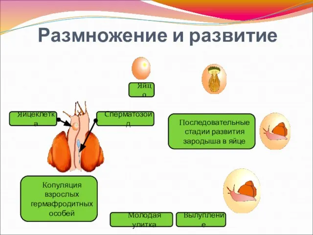 Размножение и развитие Копуляция взрослых гермафродитных особей Яйцо Последовательные стадии развития зародыша