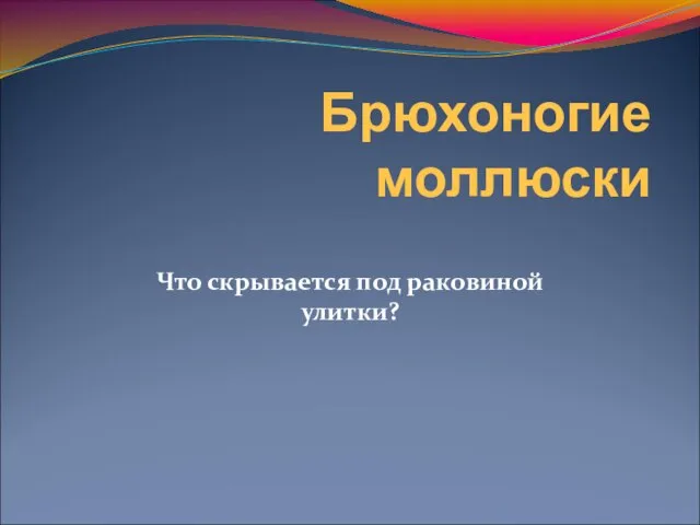 Брюхоногие моллюски Что скрывается под раковиной улитки?