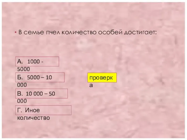 В семье пчел количество особей достигает: А. 1000 - 5000 Б. 5000