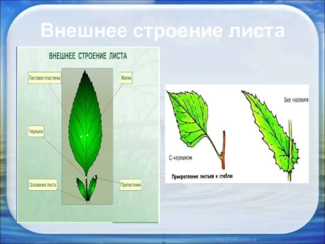 Внешнее строение листа