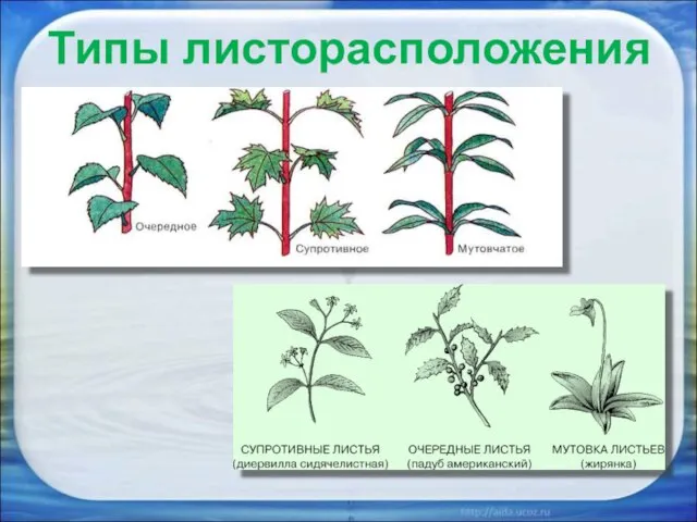 Типы листорасположения