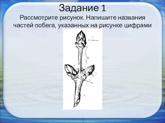 Задание 1 Рассмотрите рисунок. Напишите названия частей побега, указанных на рисунке цифрами