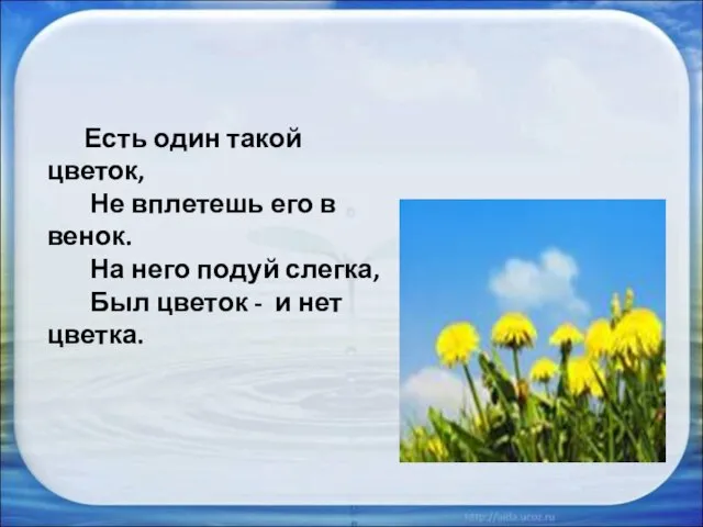 Есть один такой цветок, Не вплетешь его в венок. На него подуй