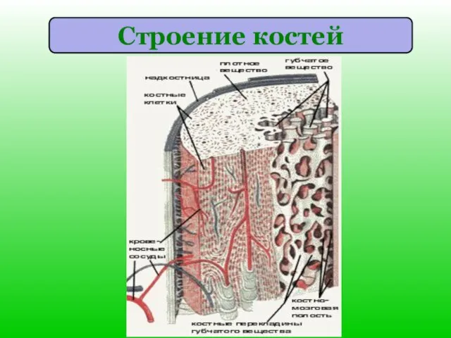 Строение костей