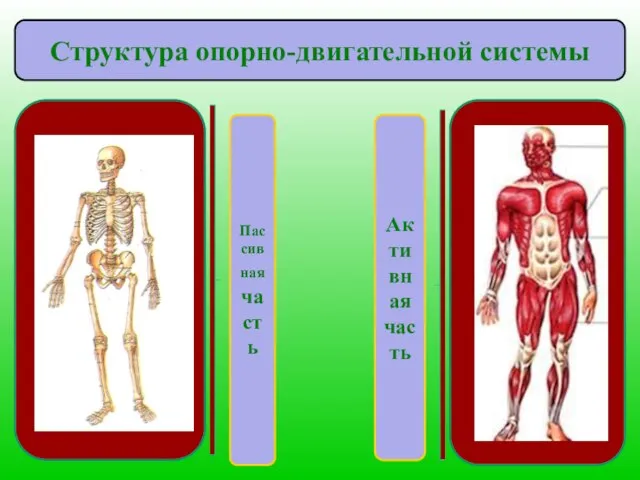 Пассивная часть Структура опорно-двигательной системы Активная часть