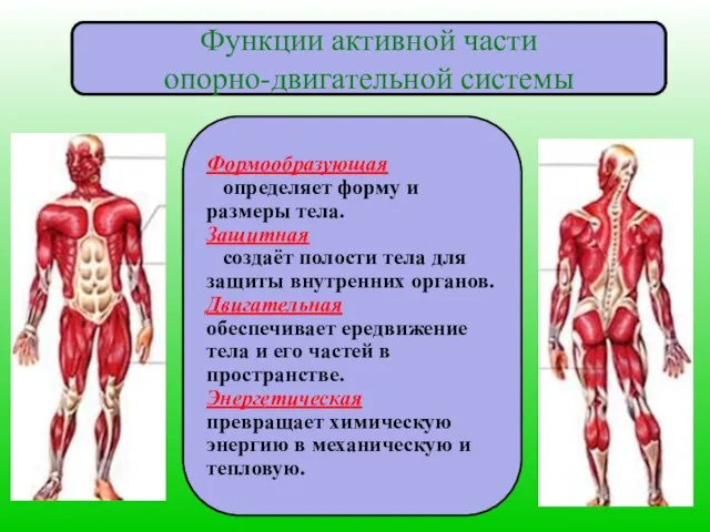 Функции активной части опорно-двигательной системы Формообразующая определяет форму и размеры тела. Защитная