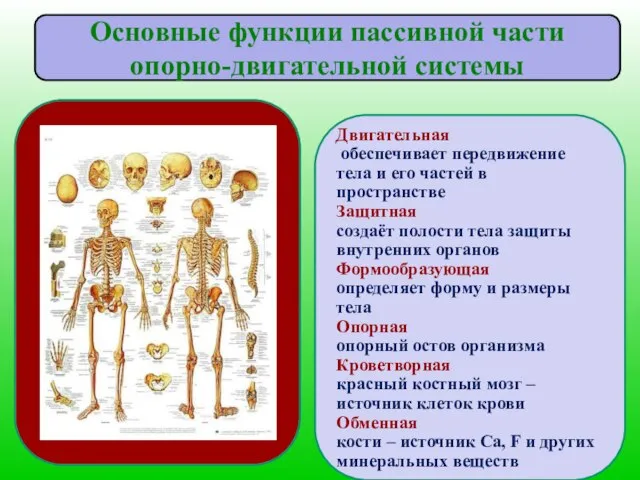 Двигательная обеспечивает передвижение тела и его частей в пространстве Защитная создаёт полости