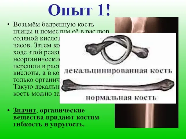 Опыт 1! Возьмём бедренную кость птицы и поместим её в раствор соляной