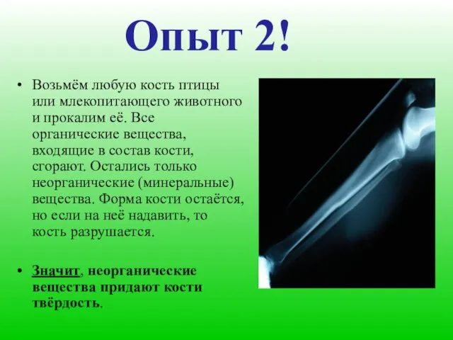 Опыт 2! Возьмём любую кость птицы или млекопитающего животного и прокалим её.