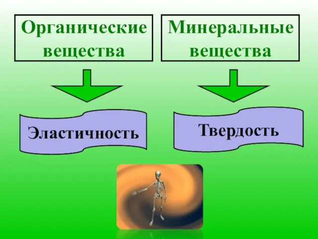 Органические вещества Минеральные вещества Эластичность Твердость