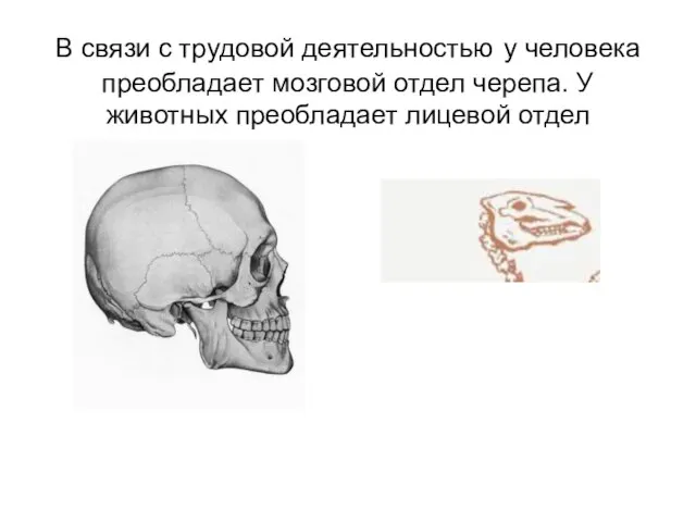 В связи с трудовой деятельностью у человека преобладает мозговой отдел черепа. У животных преобладает лицевой отдел