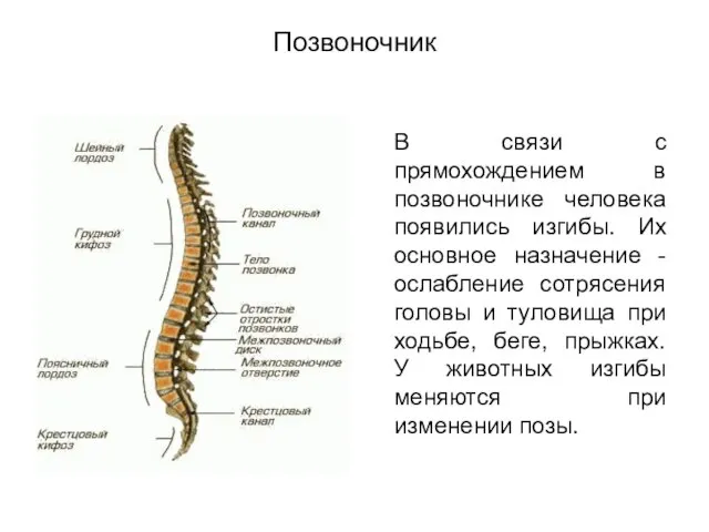 Позвоночник В связи с прямохождением в позвоночнике человека появились изгибы. Их основное