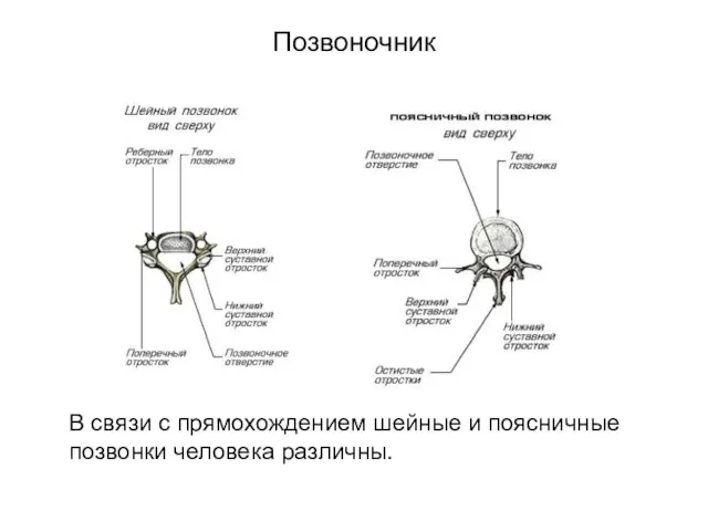 Позвоночник В связи с прямохождением шейные и поясничные позвонки человека различны.