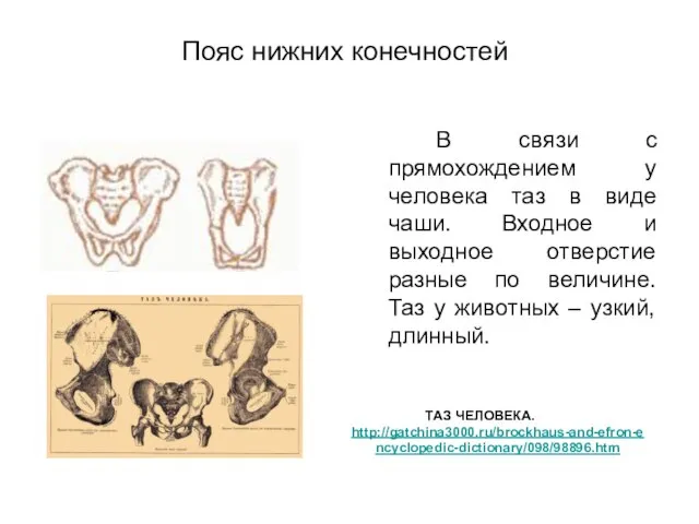 Пояс нижних конечностей В связи с прямохождением у человека таз в виде