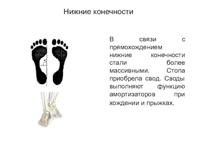 Нижние конечности В связи с прямохождением нижние конечности стали более массивными. Стопа